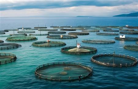 大連推進國家級海洋牧場示范區建設 海洋牧場建設成為漁業主要方向